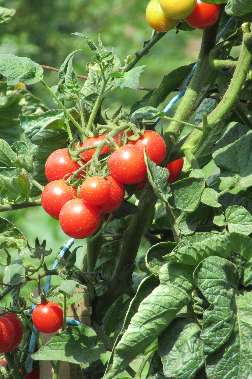 tomato, nature, garden, crop