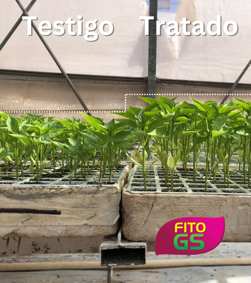 Tratado